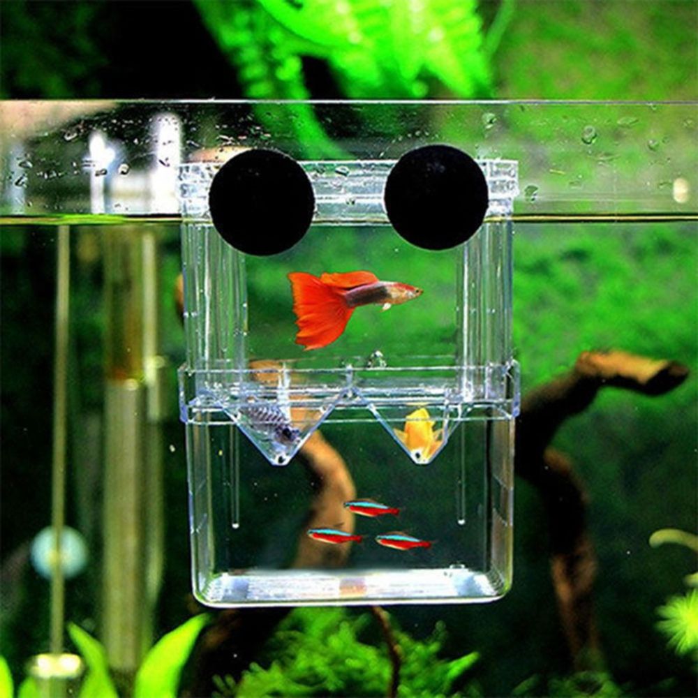 Aquarium Fish Reproduction - Tank For Baby Fishes Guppy Aquarium