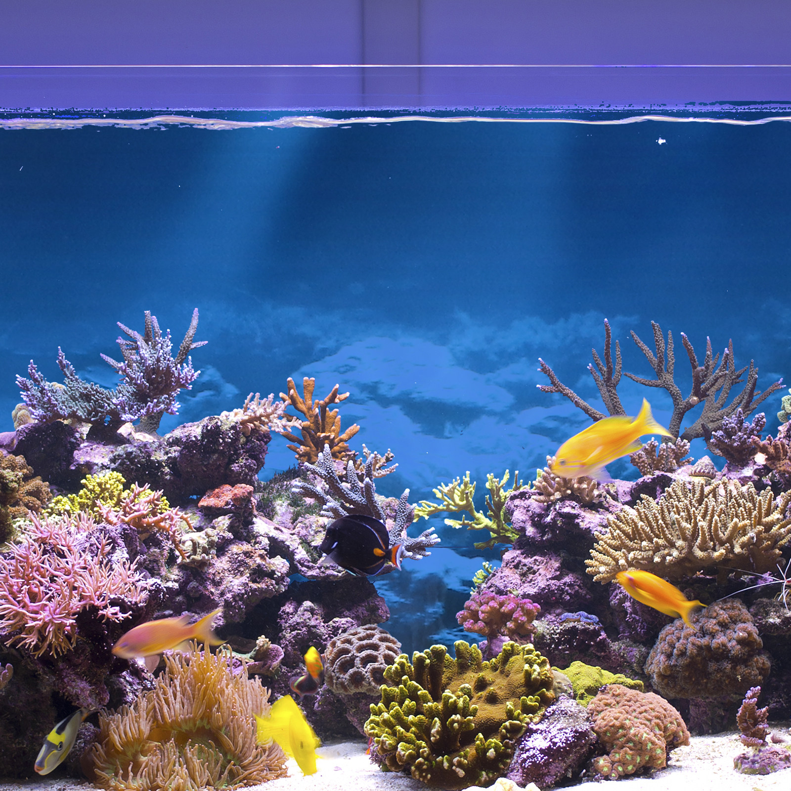 Aquarium Fish Wallpaper - Fish Tank Background Sticker 76x46CM Coral