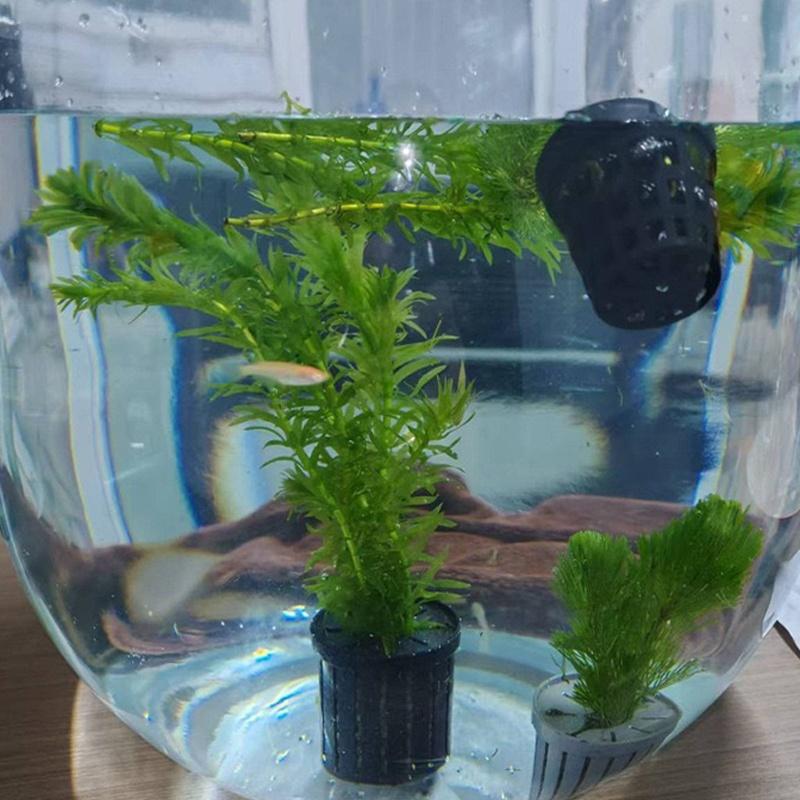 4Pcs Pet Fish Tank Landscaping - Aquarium Fish In review and price