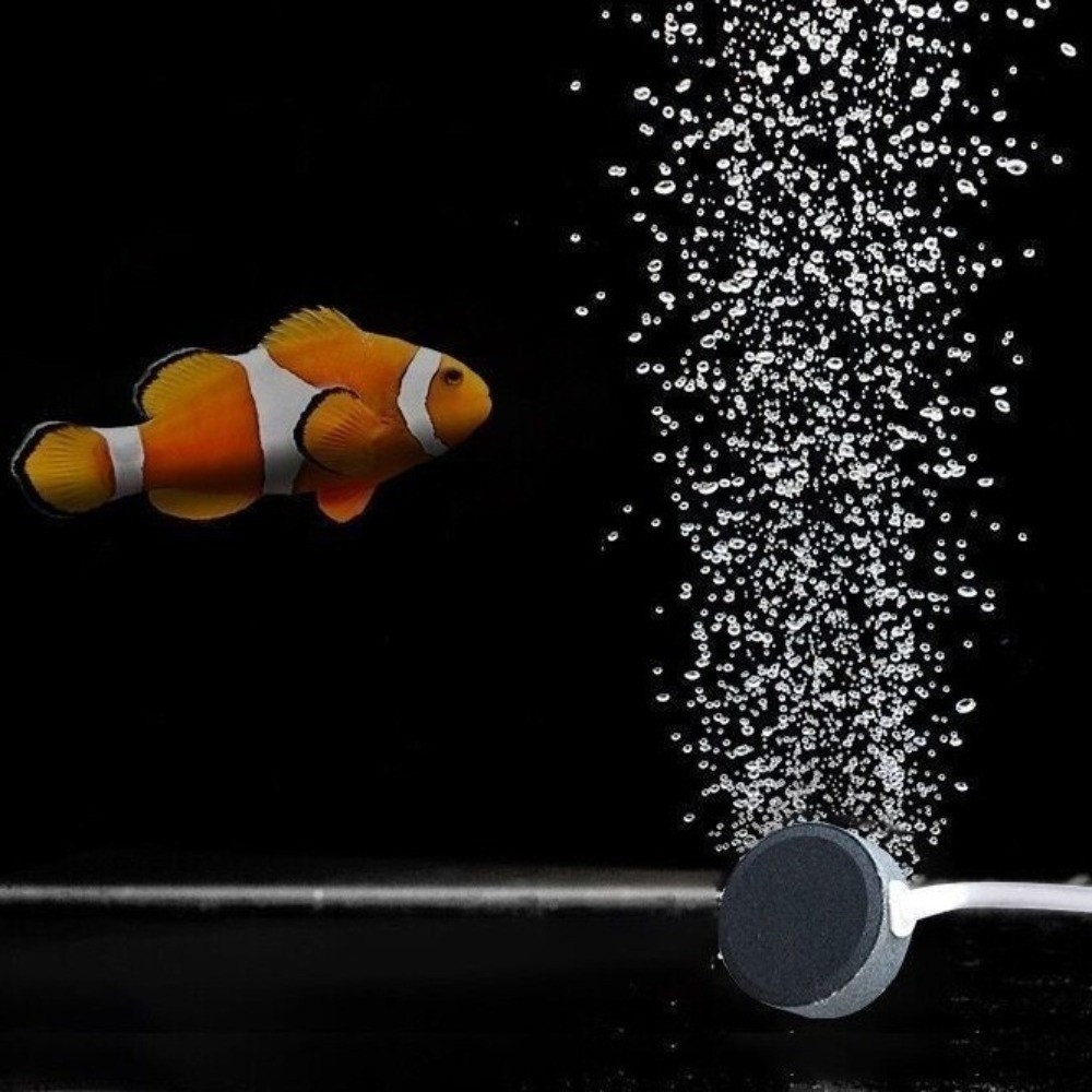Aquarium Supplies Mini Fish Ta - Aquarium Mini Fish review and price