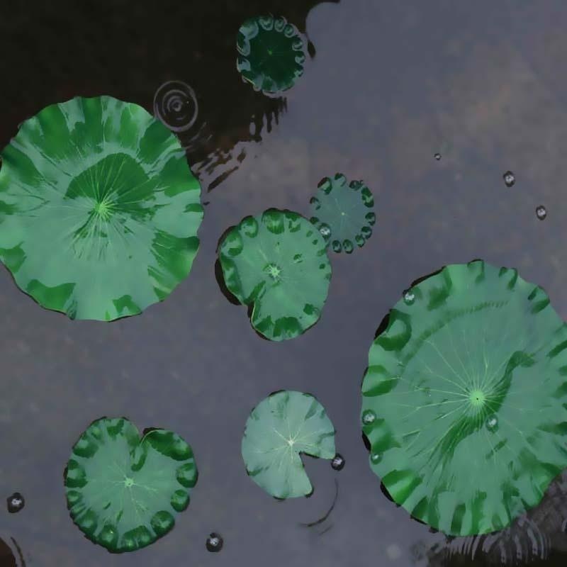 2026 Artificial Water Lily Lot - Aquarium Fish Land review and price