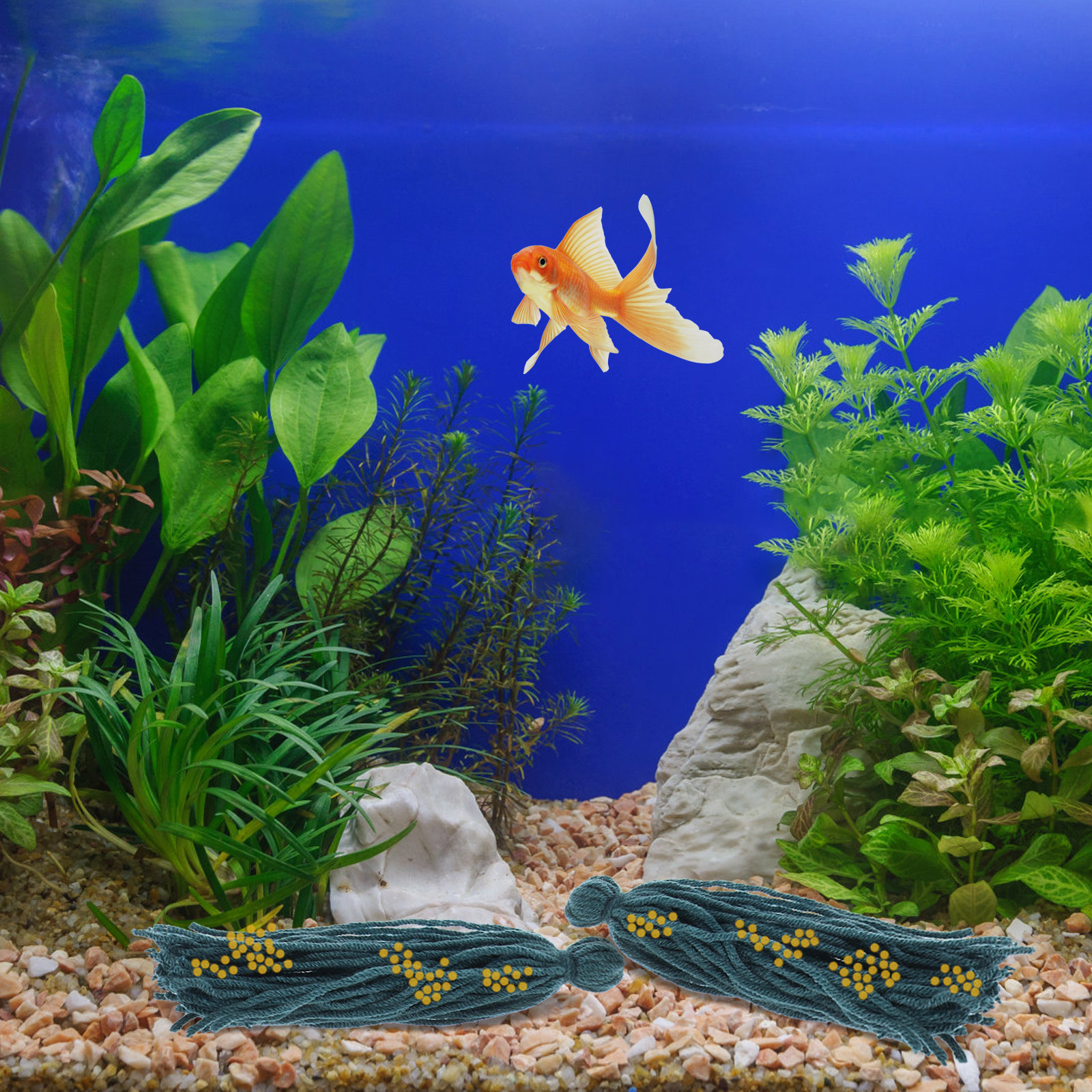 5 Pcs Mop Fish Breeding Spawni - Aquarium Fish Reproduction review and price