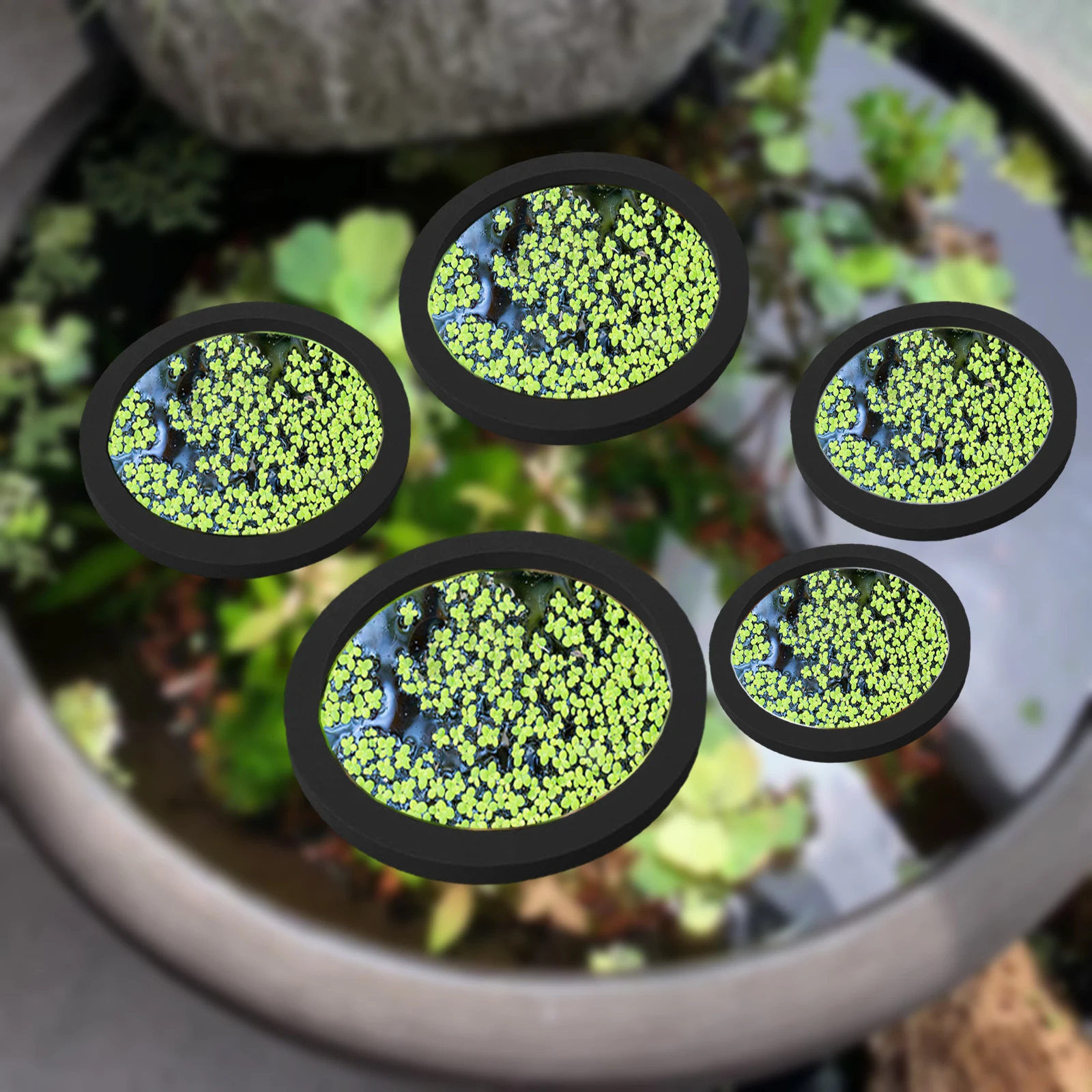 5Pcs EVA Fish Feeding Ring Aqu - Aquarium Fish Land review and price