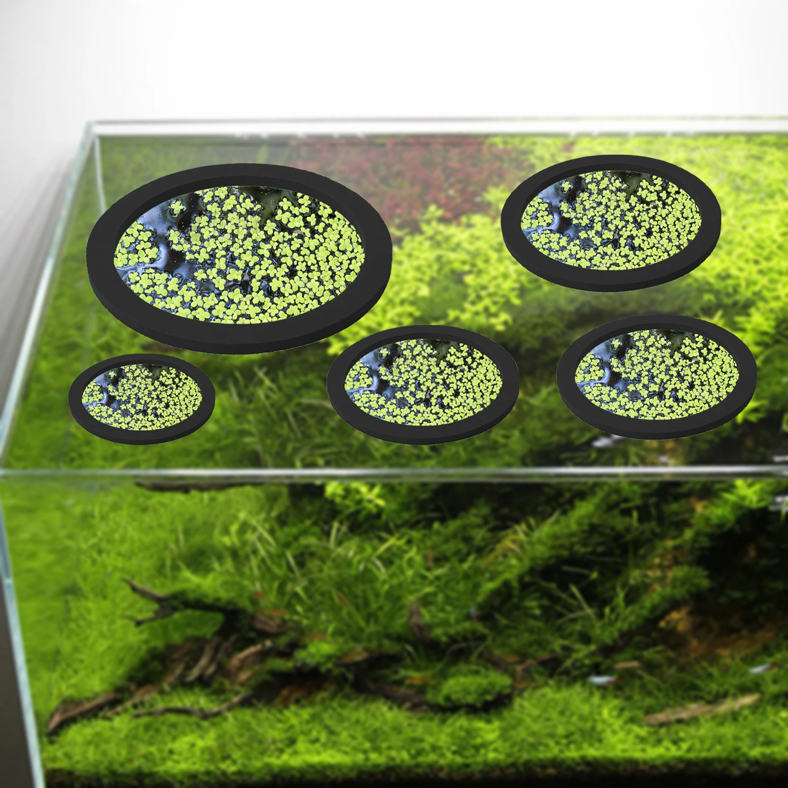 5Pcs EVA Fish Feeding Ring Aqu - Aquarium Fish Land review and price