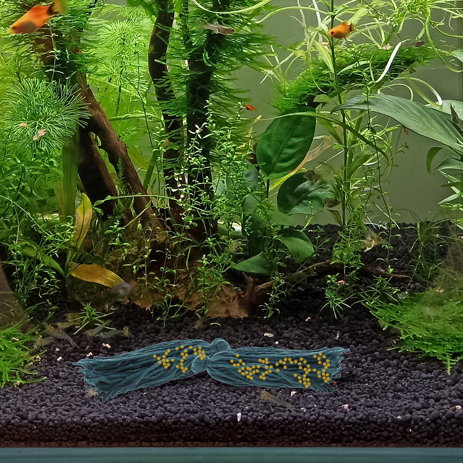 5 Pcs Fish Breeding Tool Mop R - Aquarium Fish Reproduction review and price