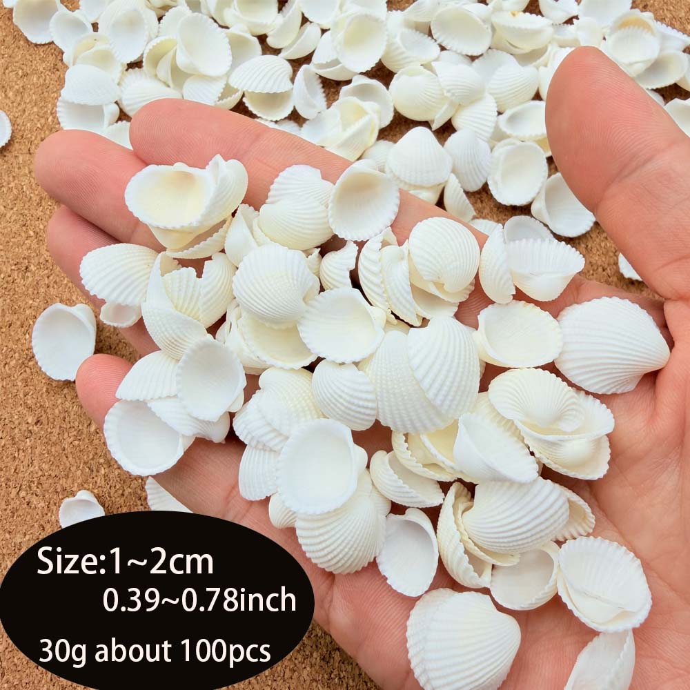 200pcs about 60g Tiny Sea Shel - Aquarium Mini Fish review and price