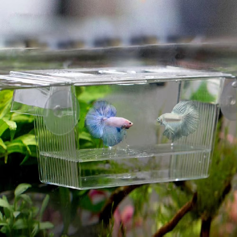 Creative Acrylic Fish Tank Bre - Aquarium Fish Reproduction review and price