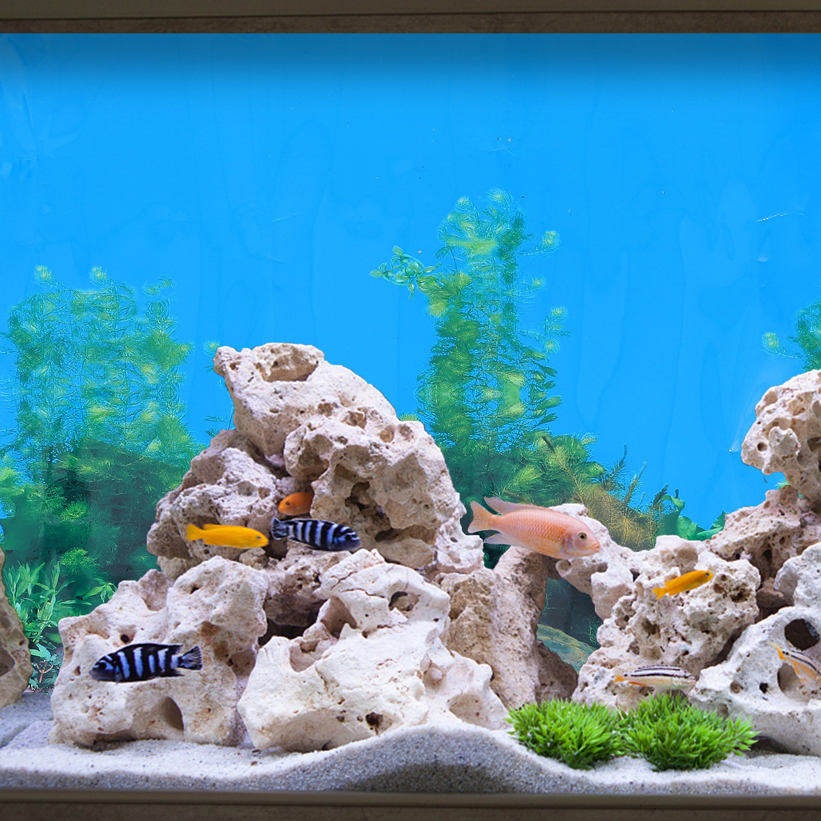 2Pcs Fish Tank Background Pape - Aquarium Fish Wallpaper review and price